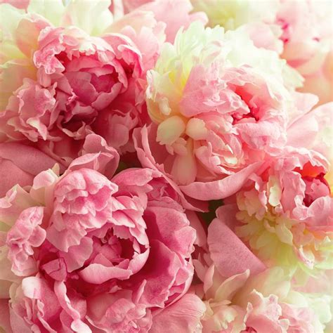 peony blush suede fragrance oil